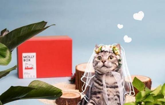 华为手机主题喵喵喵
:魔力猫盒：本年度最IN大法 用谈恋爱的方式来养猫