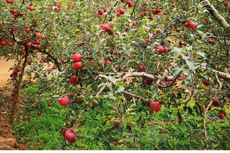 鲁甸苹果种植新闻长春水果批发市场进货